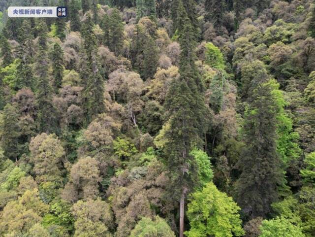 83.2米！青藏科考发现迄今中国最高树木