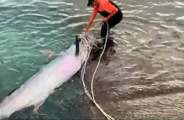 台湾渔民出海作业发现长达2.5米巨无霸旗鱼剖开鱼肚惊见超大芭蕉旗鱼