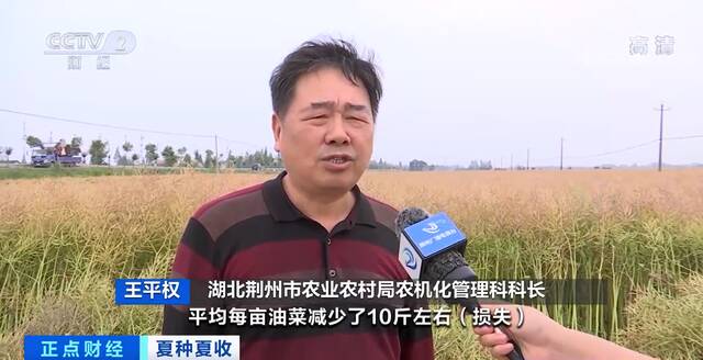 夏种夏收  湖北荆州：机收减损颗粒归仓 319万亩油菜喜迎丰收