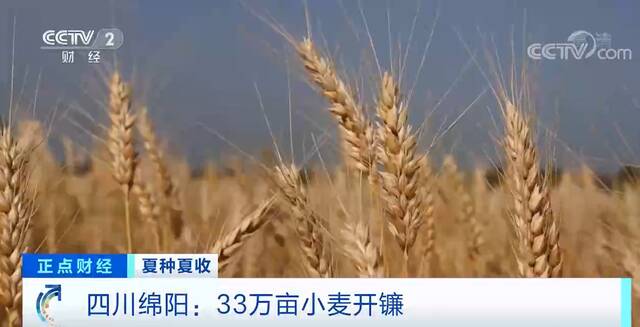 夏种夏收  四川绵阳：33万亩小麦开镰