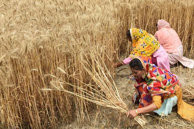 今年4月，印度民众在田里收割小麦（视觉中国）