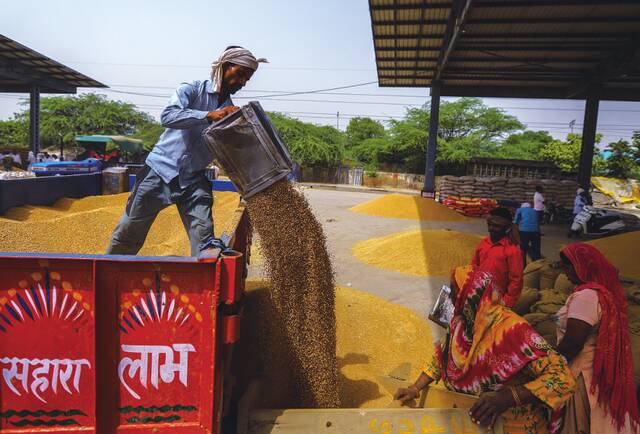 印度17日稍稍放宽小麦出口禁令。图为17日印度新德里，工人在粮食批发市场搬运小麦。