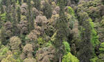 西藏察隅县发现中国最高树木——83.2米的云南黄果冷杉
