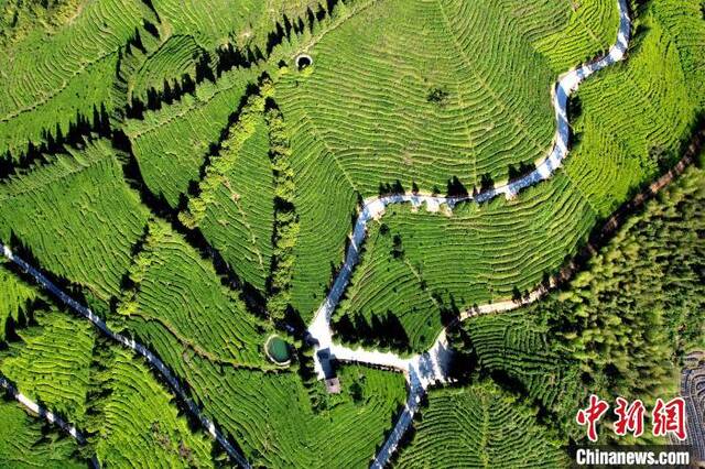 俯瞰闽侯县大湖乡高山茶园。王东明摄