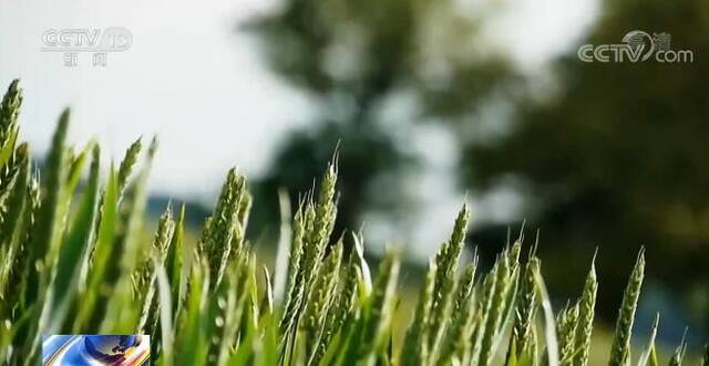 中央气象台：今年夏收夏种期间大部分时段天气较好 利于夏收夏种