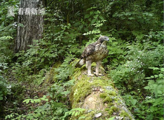 视频｜520有惊喜 九寨沟来了新“居民”