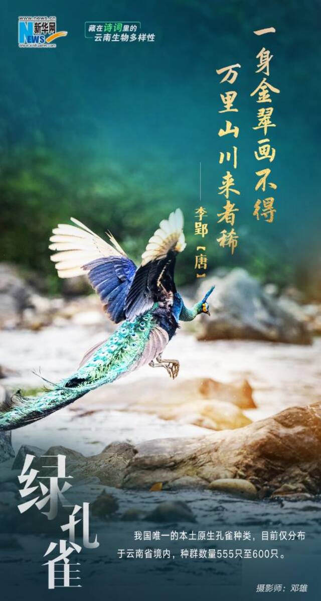 创意海报 藏在诗词里的云南生物多样性