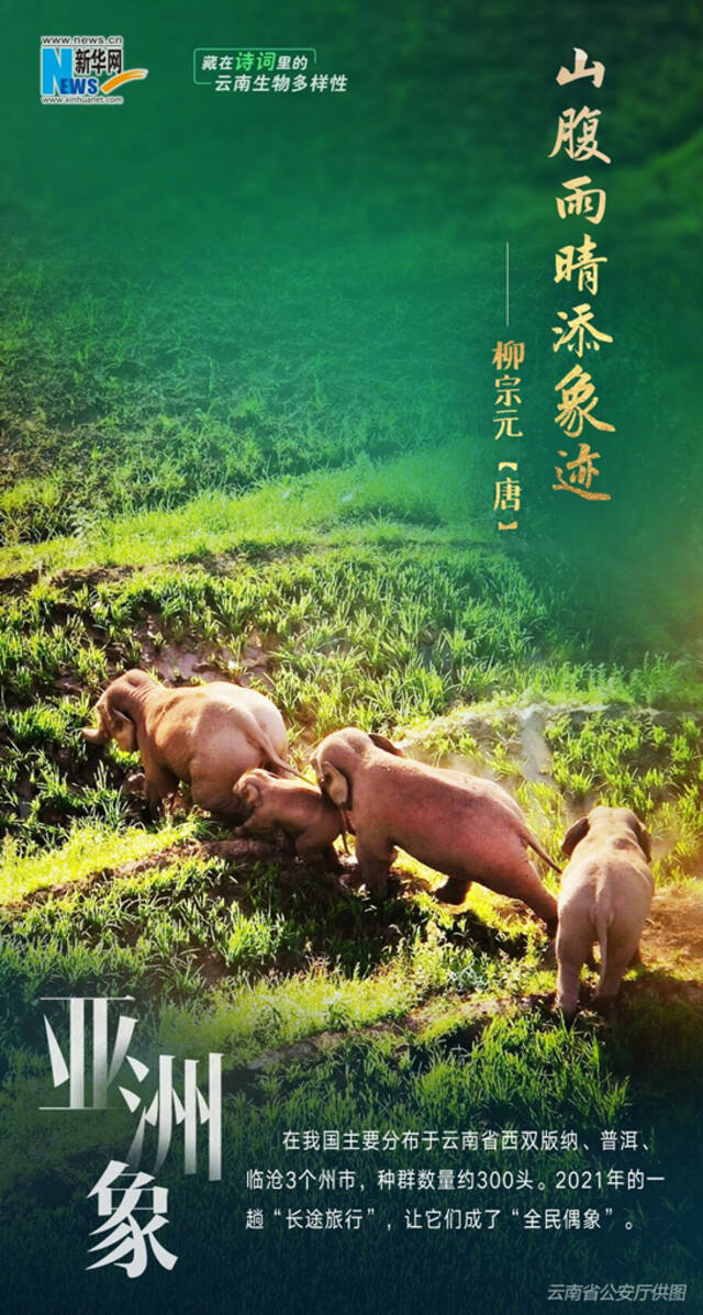 创意海报 藏在诗词里的云南生物多样性