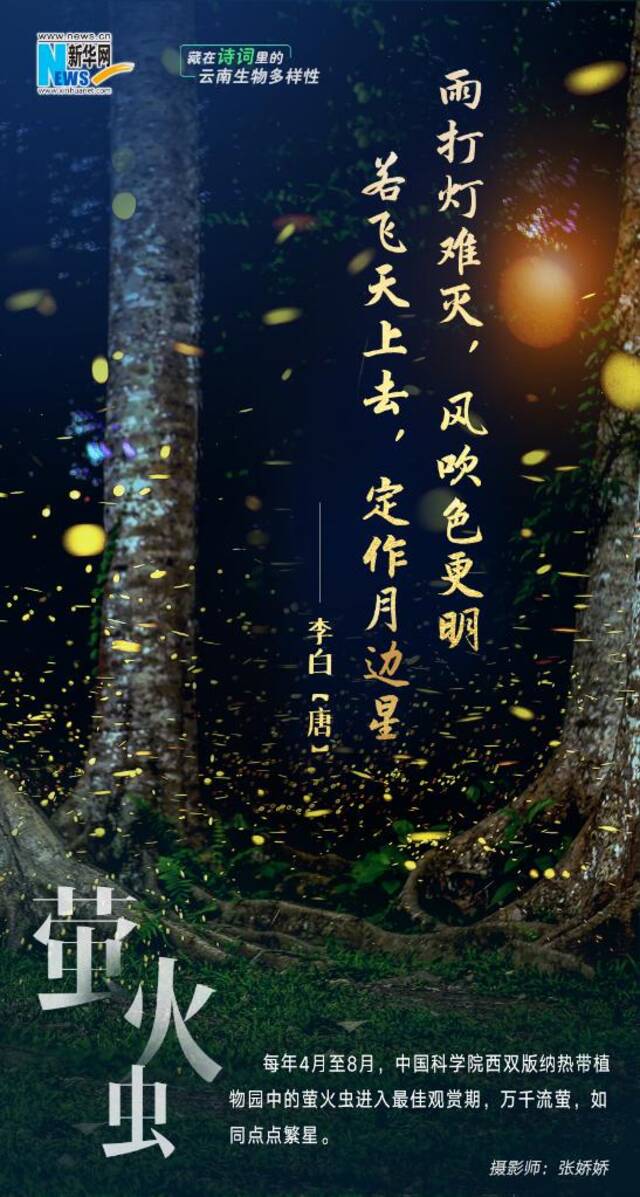 创意海报 藏在诗词里的云南生物多样性