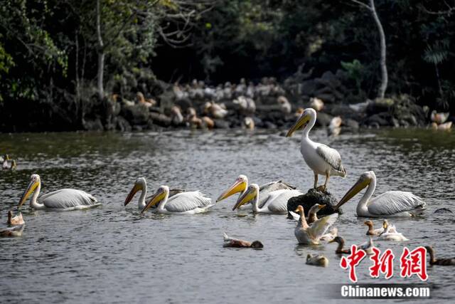 海口市羊山湿地，白鹈鹕在水塘水面上游弋捕食。2018年，海口荣获全球首批国际湿地城市称号。中新社记者骆云飞摄