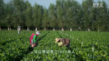 新华全媒+｜旱塬变“绿洲” 蔬菜有话说
