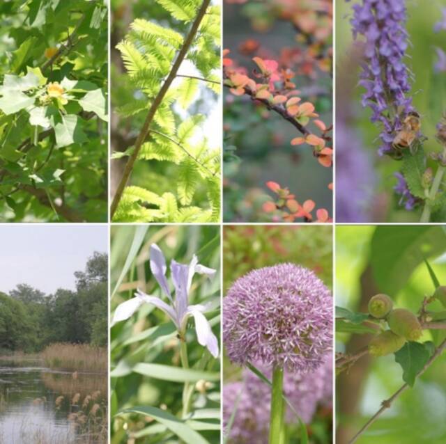 ▲国家植物园的夏日植物