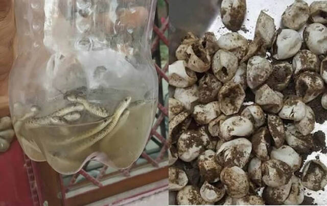 印度北方邦男子家中浴室地板发现60条小蛇和75颗蛋壳有15条蛇下落不明