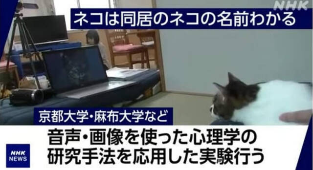 研究实验证明猫如果生活在同一家庭中会互相知道对方名字