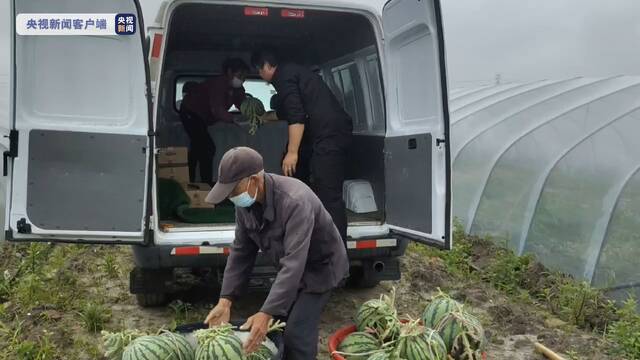 上海浦东长春村9万斤西瓜待售 主管部门助农多渠道对接销售