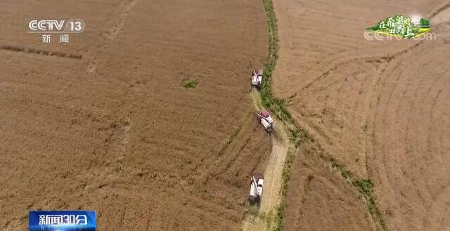 中央加大对耕地轮作补贴力度 我国夏油作物喜获丰收