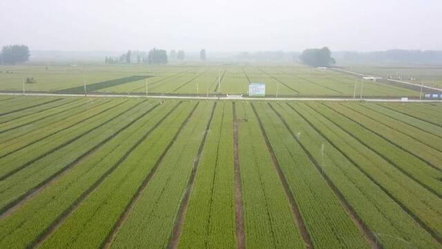 新华视点｜农技人员走入田间地头保夏粮丰产丰收