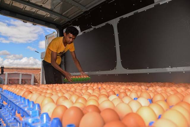 5月3日，马达加斯加马哈扎扎镇的养殖户在装卸鸡蛋。新华社发（西塔卡·拉乔纳里松摄）