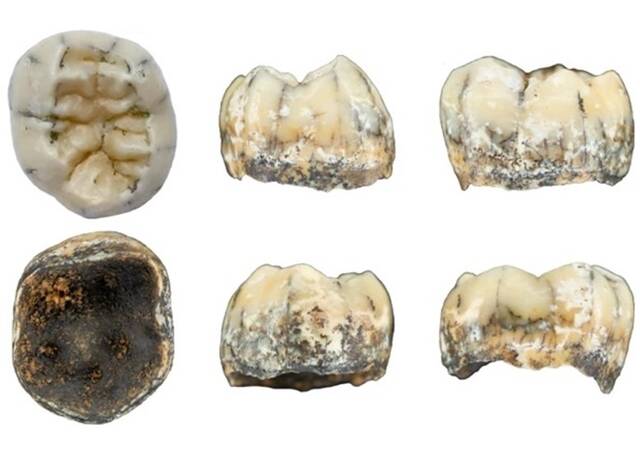 老挝洞穴发现13万年历史儿童乳齿证实丹尼索瓦人曾在东南亚生活