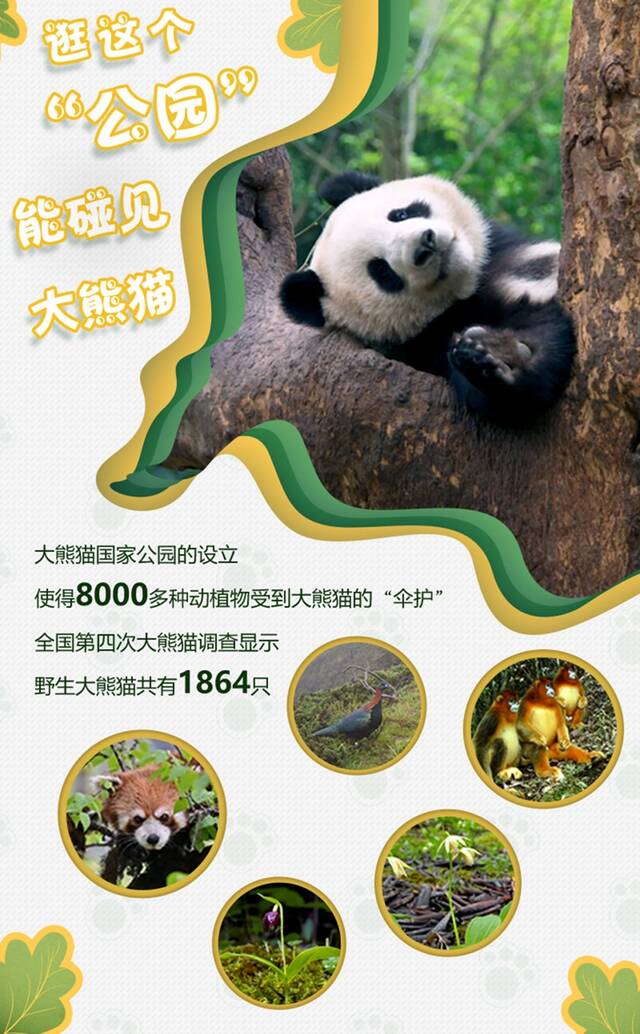 逛这个“公园”能碰见大熊猫