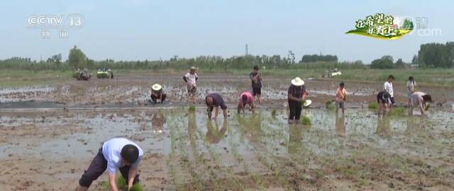 三夏时节  “巨型稻”在京津冀地区首次试种 立体养殖更丰富