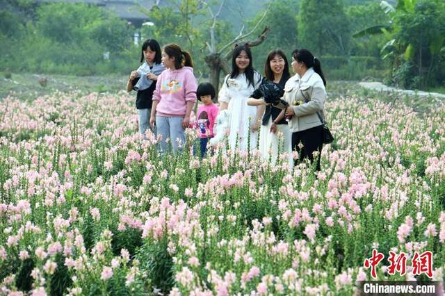 市民在闽侯县白沙镇孔元村赏花。王东明摄