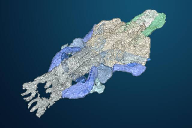 生活在泥盆纪的Palaeospondylus可能是包括人类在内的四足动物的最早祖先之一的证据