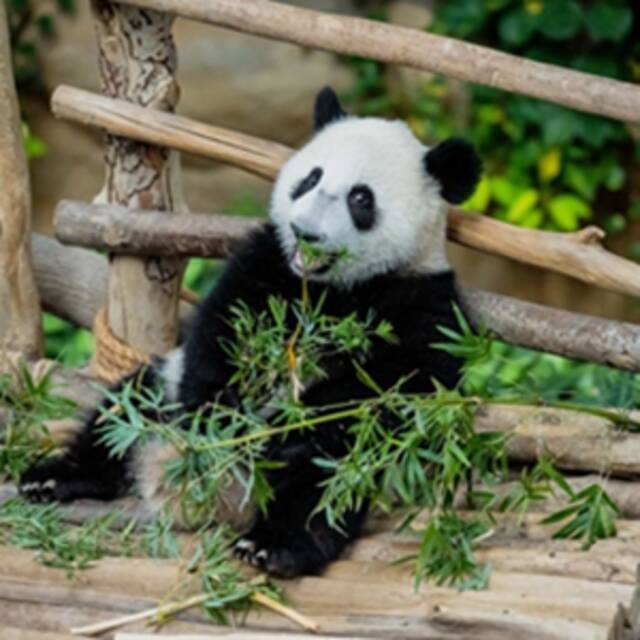 全球连线  中国旅马大熊猫“靓靓”的第三只宝宝取名“升谊”