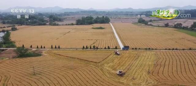 三夏时节  金融服务夏粮收购不留“空白点” 政策性收购仓容充足