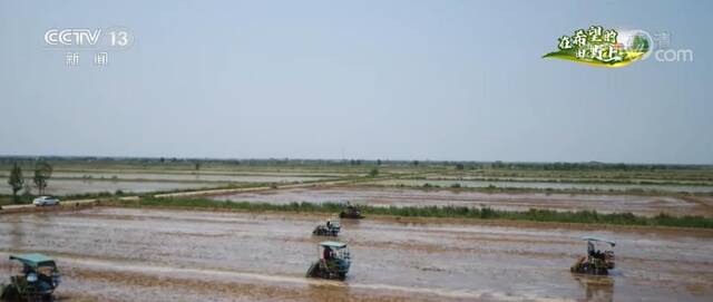 “海水稻”已产业化规模化推广 品种覆盖全国四大类典型盐碱地