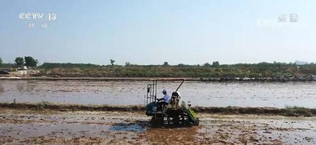 盐碱地种水稻荒滩变良田 “海水稻”全国种植平均亩产达450公斤