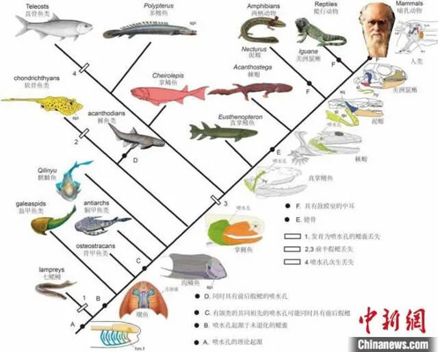 喷水孔从无颌类的鳃到人类中耳的演化历程示意图。史爱娟绘图