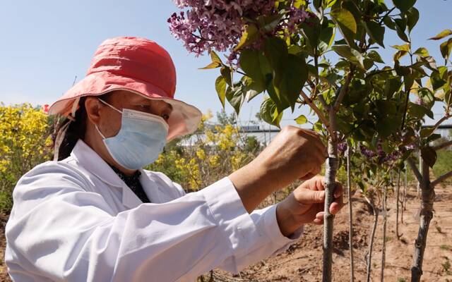 在西宁市林业科学研究所苗圃，所长张锦梅正在查看丁香生长情况。新华社记者李宁摄