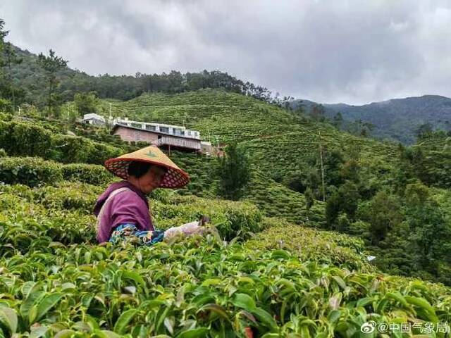 近日，广东省信宜市降雨天气频繁，茶农们抓住降水间歇进行夏茶采摘图/周俊淼文/赖建明