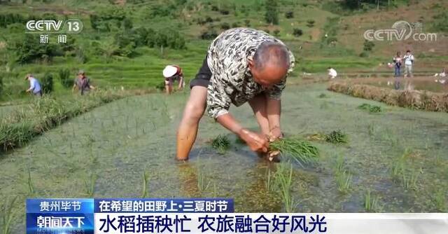 贵州毕节水稻插秧忙 农旅融合好风光