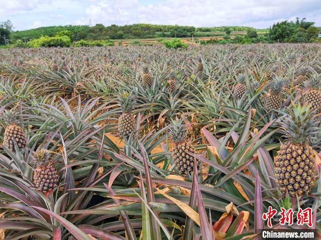 硕果累累的凤梨田李晓春摄