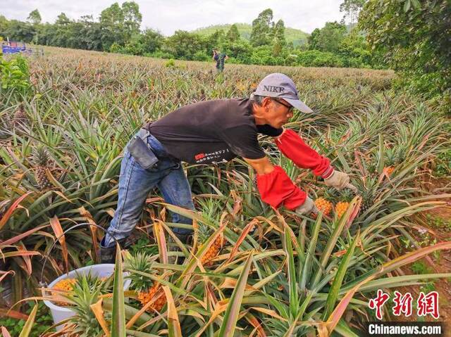 黄国祯根据客人的订单要求采摘凤梨李晓春摄