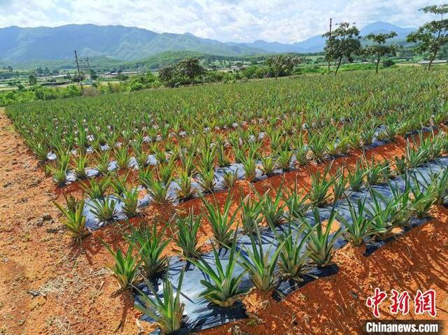 刚种植的台湾凤梨苗李晓春摄