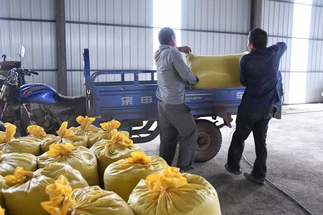 安乡县大鲸港镇安庆村的村民将百斤装的油菜籽抬上车。新华社记者周勉摄