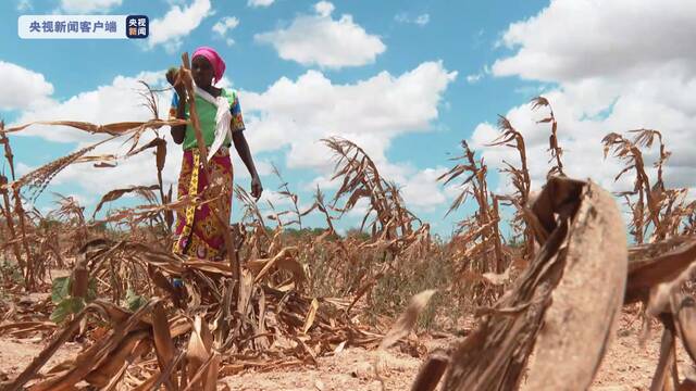 前所未见的东非旱情丨连续四个雨季缺雨 干旱可能延伸至第五个雨季