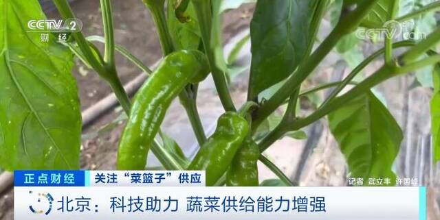 全国蔬菜种植面积产量双增长 “菜篮子”供应有保障