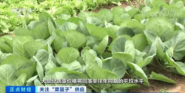 全国蔬菜种植面积产量双增长 “菜篮子”供应有保障