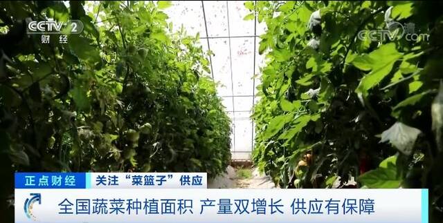 全国蔬菜种植面积产量双增长 “菜篮子”供应有保障