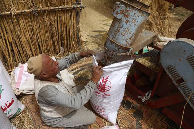 4月30日，农民在埃及米努夫省将脱壳的小麦装袋。新华社发（艾哈迈德·戈马摄）