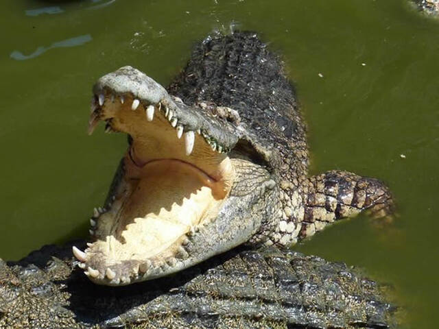 印度东部奥里萨邦14岁少年在河边洗澡被鳄鱼咬住猛揍鳄鱼眼睛终逃脱