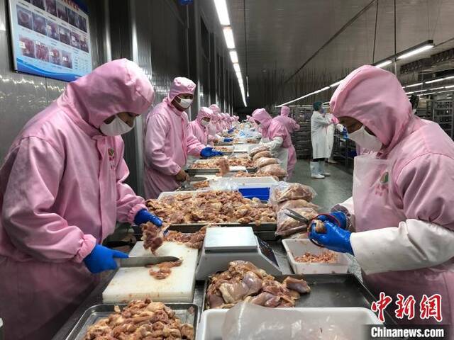 资料图：甘肃一白羽肉鸡屠宰车间。于晶摄