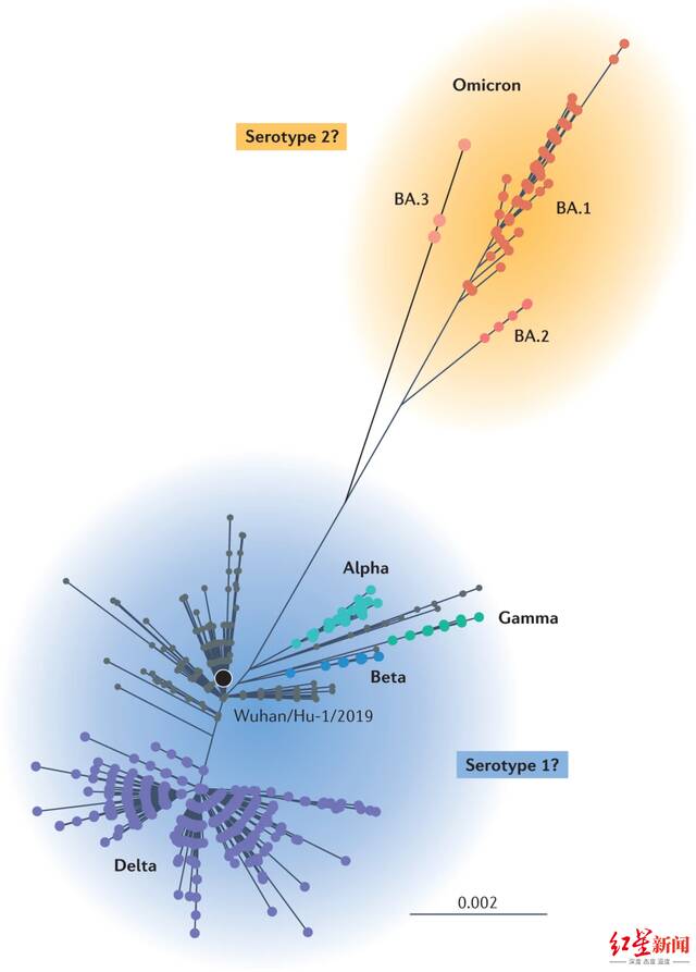 ▲新冠病毒进化树《自然》子刊评论文章提出，把原始毒株和之前的变异株归类为血清型1，把奥密克戎家族归类为血清型2