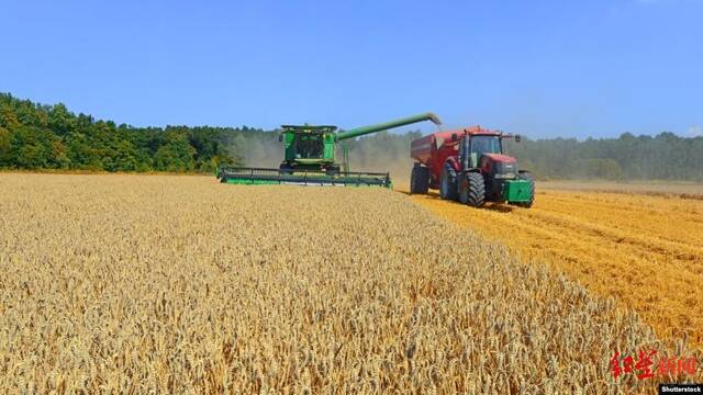 ▲据联合国粮食及农业组织统计，俄乌分别是世界最大和第五大小麦出口国