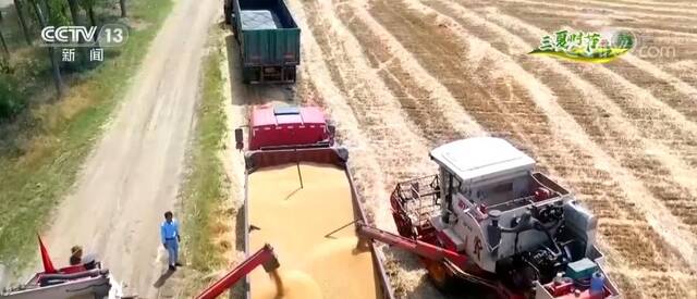 在希望的田野上·三夏时节  成员增多 今年新审定176个小麦新品种