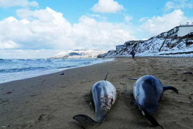 黑海地区数千只海豚死亡科学家：恐与战争有关